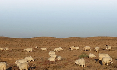 Di mana imfield mendapatkan cashmere.jpg mereka