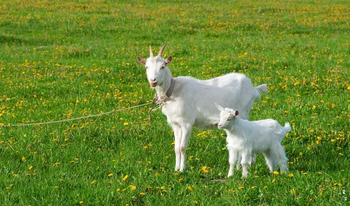 The main cashmere-producing breeds of goat we used
