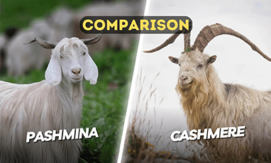 C&aacute;i n&agrave;o tốt hơn, pashmina hay cashmere?
