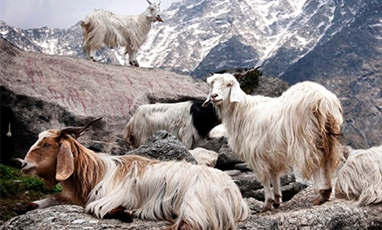 カシミアとパシュミナはどちらが高価ですか?